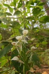 Habenaria quinqueseta