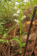 Habenaria quinqueseta