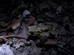 Bufo bufo