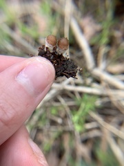 Panaeolus cinctulus