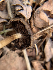 Panaeolus cinctulus