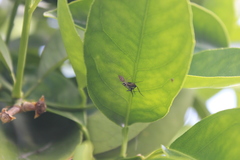 Colonus hesperus