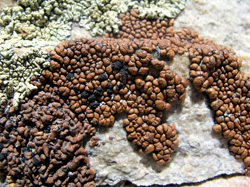 Brown Tile Lichen