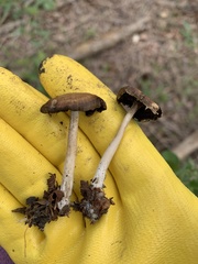 Panaeolus cinctulus