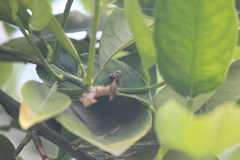 Colonus hesperus
