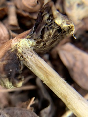 Panaeolus cinctulus