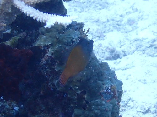 Pervagor melanocephalus