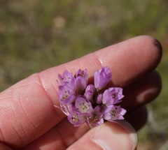 Allium serra
