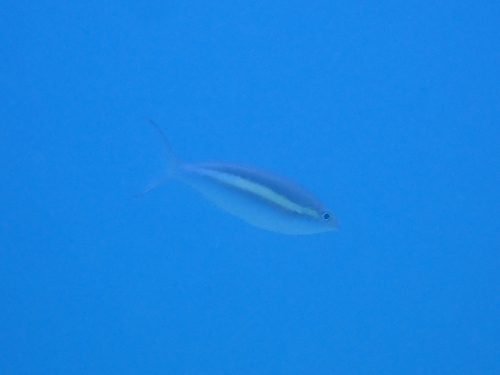 Pentapodus caninus