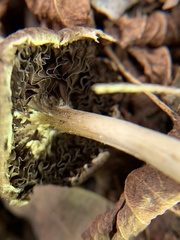 Panaeolus cinctulus