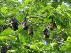 Pteropus seychellensis seychellensis