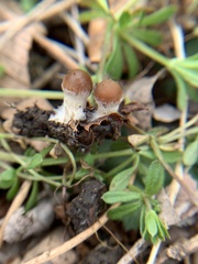 Panaeolus cinctulus