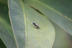 Ozodiceromyia nigrimana