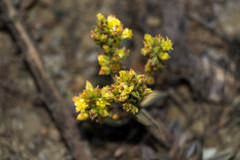 Lenophyllum guttatum