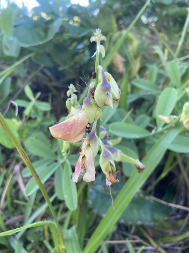 Rattleweed