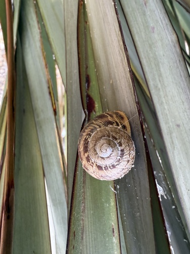 Cornu aspersum