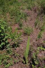 Prosthechea michuacana