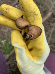 Panaeolus cinctulus