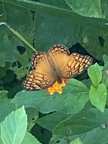 Mexican Fritillary