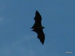 Pteropus seychellensis seychellensis