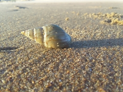 Buccinanops cochlidium