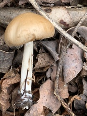 Panaeolus cinctulus
