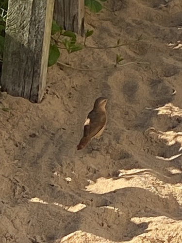 Rufous Hornero
