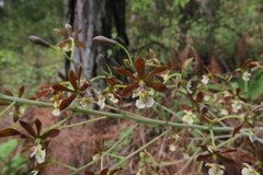 Prosthechea michuacana