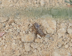 Agalliini