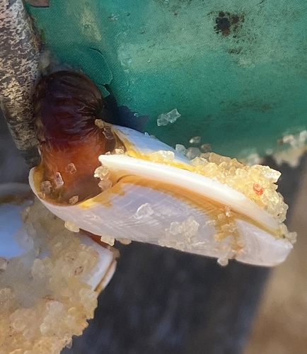 Goose Barnacle