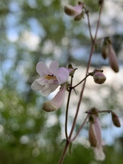 Penstemon laxiflorus