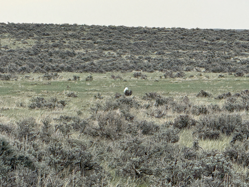 Greater Sage-Grouse