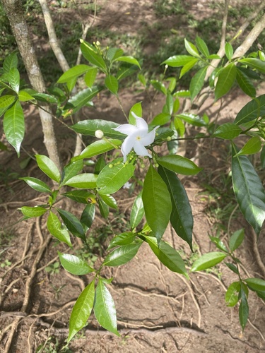 Crepe Jasmine