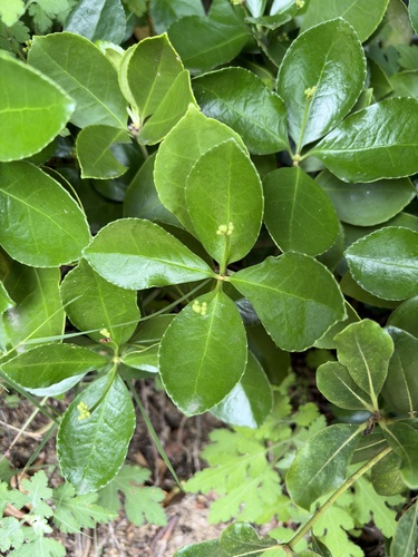 Japanese spindle tree