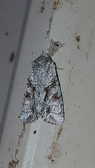 Achatia distincta