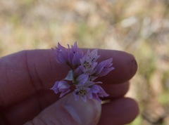 Allium serra