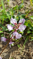 Astragalus distortus
