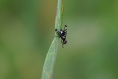 Rivellia syngenesiae