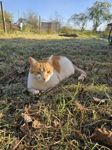 Domestic Cat