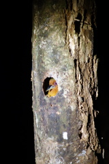 Rufous Piculet photo 4