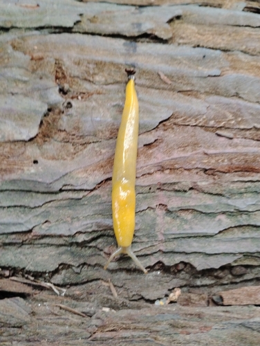 Ariolimax dolichophallus