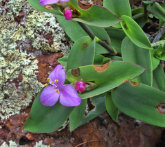 Tradescantia brevifolia