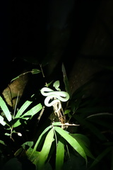 Tropidolaemus subannulatus