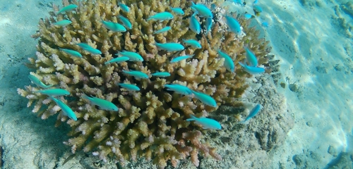 Chromis observed 2026-04-02