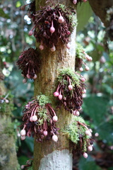 Saurauia