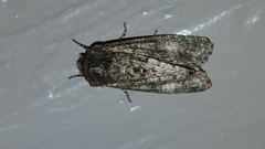 Copivaleria grotei