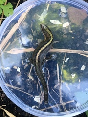 Pholidobolus vertebralis