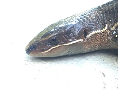 Pholidobolus vertebralis