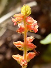 Sinningia allagophylla