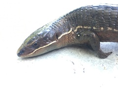 Pholidobolus vertebralis